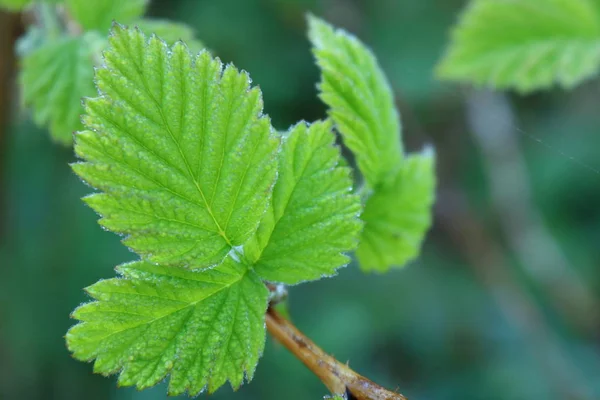 Leaves of raspberry. — Stock Photo, Image