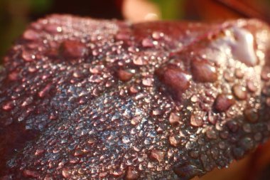 Üzerindeki parlak yaprak yağmur damlaları. Düz yeşil çizgiler çim. Parlak Çiy damlaları.