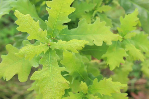 Des Gouttes Rosée Sur Une Feuille Verte Les Feuilles Chêne — Photo