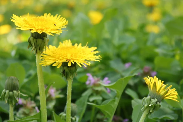 Taraxacum Platycarpum Gyógyászati Pitypang Pitypang Háttérben Kék — Stock Fotó