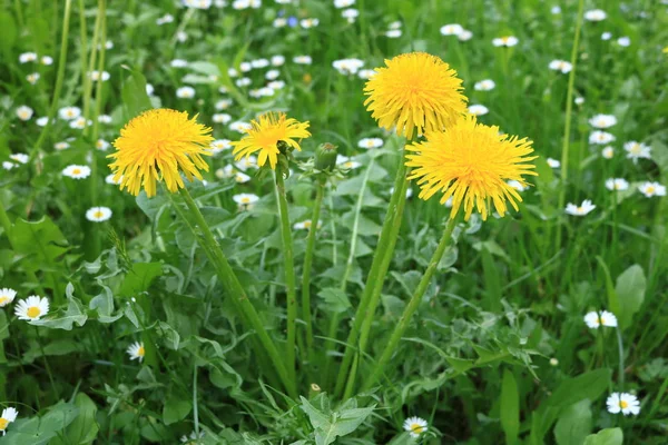 Taraxacum Platycarpum Gyógyászati Pitypang Pitypang Háttérben Kék — Stock Fotó