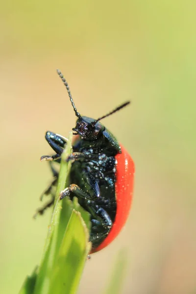 Insectes Macrophotographie Monde Biologique Des Insectes Des Coléoptères Flore Faune — Photo
