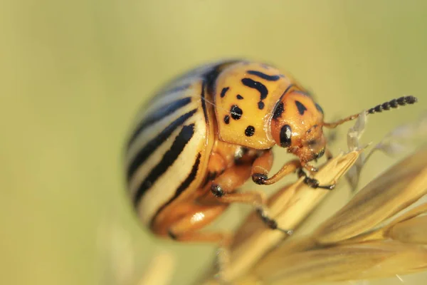 Leptinotarsa Decemlineata Coléoptère Coloré Famille Des Feuilles Les Forgerons Dans — Photo