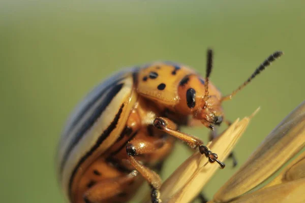 Leptinotarsa Decemlineata Χρωματιστά Σκαθάρι Από Φυλλώδη Οικογένειας Smiths Στον Αγροτικό — Φωτογραφία Αρχείου