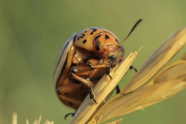 Leptinotarsa Decemlineata Χρωματιστά Σκαθάρι Από Φυλλώδη Οικογένειας Smiths Στον Αγροτικό — Φωτογραφία Αρχείου