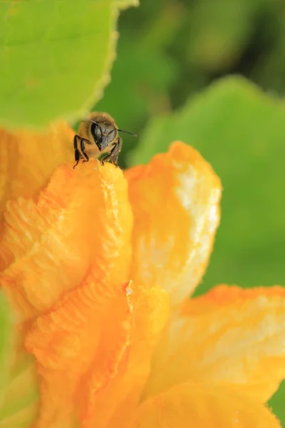 Abelha Abelha Insetos Família Dos Membranosos Natureza Ucrânia Ocidental Família — Fotografia de Stock