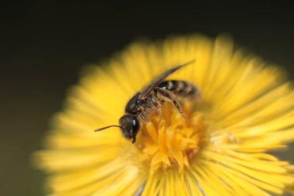 Honeybee bee. Insects from the family of the membranous. Nature of Western Ukraine. Family of bees.