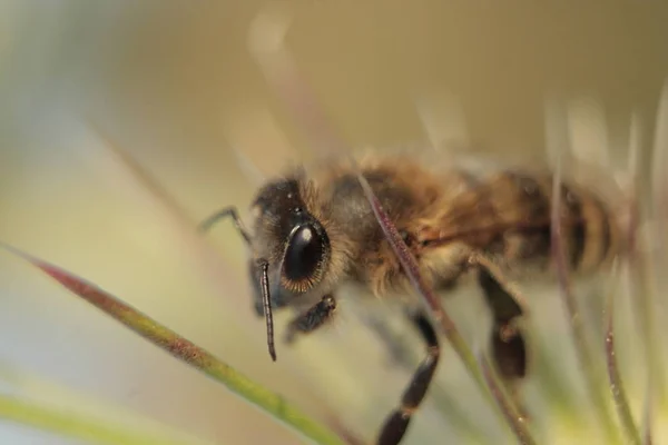 Honigbiene Insekten Aus Der Familie Der Membrane Natur Der Westukraine — Stockfoto