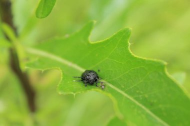 Insecta. Böcekler ve böcekler. Ukrayna'nın Shestinogy böcekleri. Böceği ve karınca bir yeşil leeaf üzerinde.