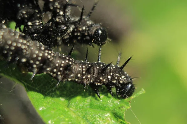 Προνύμφες Του Τυφώνα Caterpillar Μελλοντικές Πεταλούδες Φύση Της Δυτικής Ουκρανίας — Φωτογραφία Αρχείου