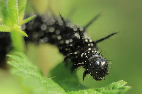 Orkanen Larver Caterpillar Framtida Fjärilar Naturen Västra Ukraina Insekt Livsmedel — Stockfoto