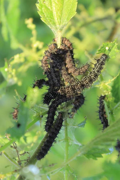Orkanen Larver Caterpillar Framtida Fjärilar Naturen Västra Ukraina Insekt Livsmedel — Stockfoto