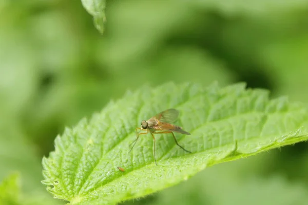 Les Mouches Sont Spacieuses Deux Insectes Ailés Monde Incroyable Insectes — Photo