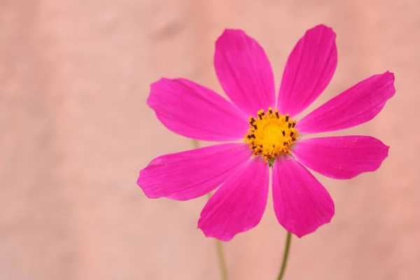 夏の明るい花です 庭の花 自然の素晴らしい世界 西ウクライナの性質 — ストック写真