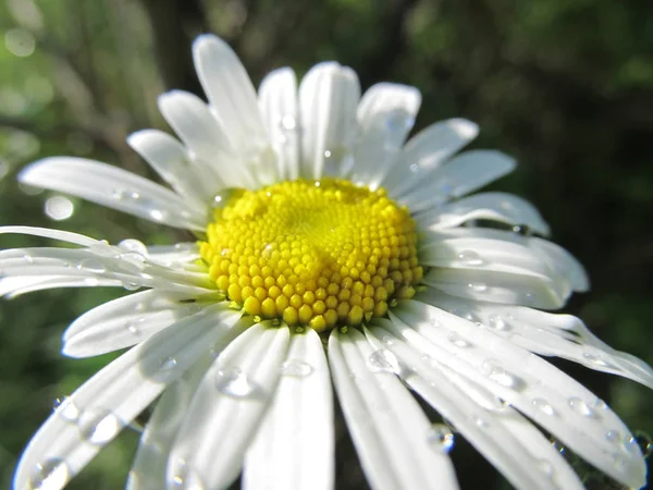 甘菊花是野生的 雏菊的第一霜 Macrophotography 乌克兰西部的性质 — 图库照片