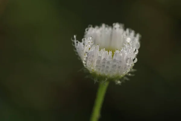 Flores Camomila São Selvagens Palhaços Primeira Geada Margaridas Macrofotografia Pétalas — Fotografia de Stock