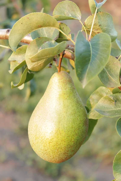 Manzanas Peras Árbol Gith Para Los Jardines Manzanas Maduras Perlas —  Fotos de Stock