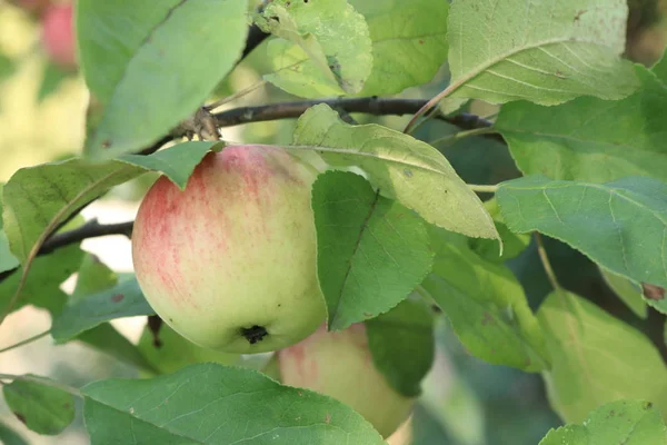 Manzanas Peras Árbol Gith Para Los Jardines Manzanas Maduras Perlas — Foto de Stock