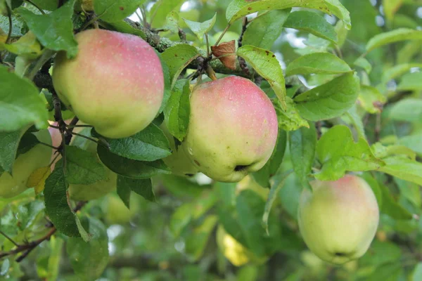 Manzanas Peras Árbol Gith Para Los Jardines Manzanas Maduras Perlas — Foto de Stock