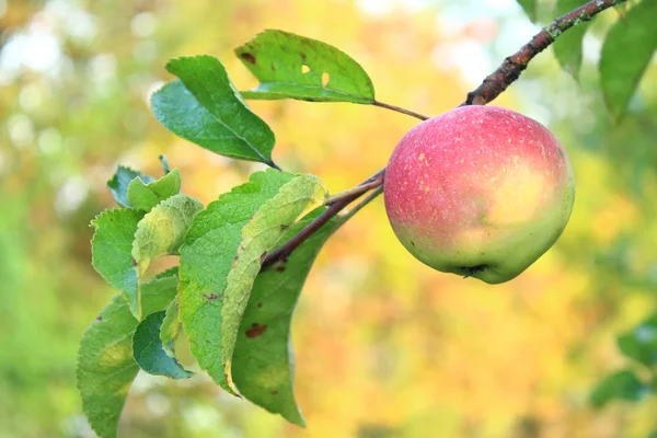 Manzanas Peras Árbol Gith Para Los Jardines Manzanas Maduras Perlas — Foto de Stock