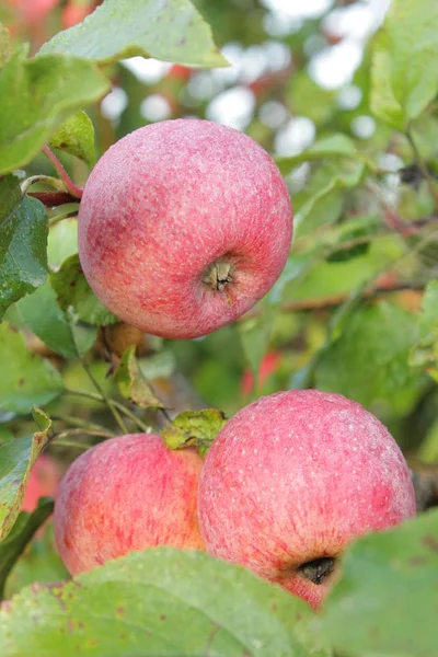 Jabłka Gruszki Drzewie Gith Ogrodów Dojrzałych Jabłek Gruszek Przyroda Ukrainy — Zdjęcie stockowe