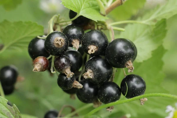 Black currant. Shrubs with black currant.  Sliced summer berries currant. Nature of Western Ukraine.