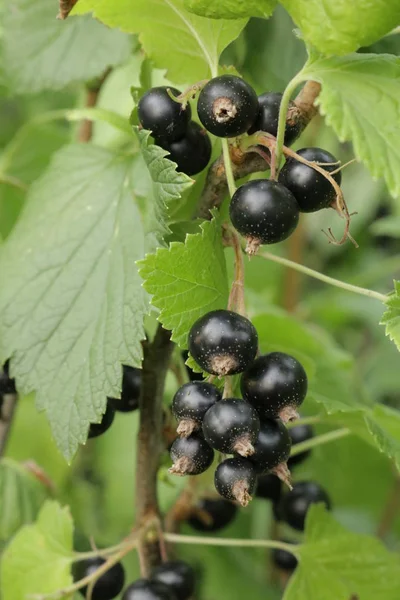 Grosella Negra Arbustos Con Grosella Negra Fresas Verano Rodajas Grosella — Foto de Stock