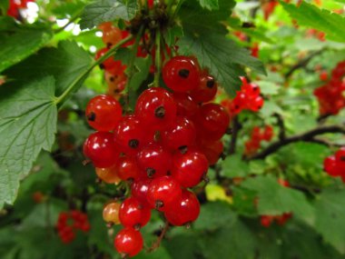 Frenk üzümü. Akımları. Çilek bahçeleri Ukrayna. Doğa ve.