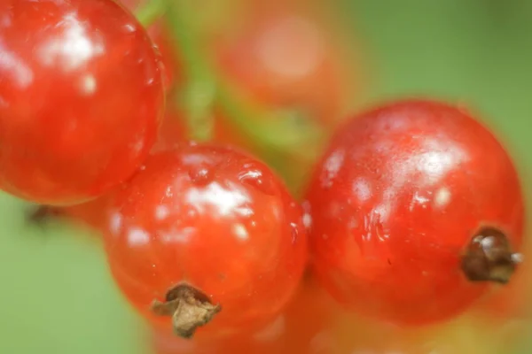 Grosella Roja Corrientes Jardines Bayas Ucrania Naturaleza Ucrania Occidental — Foto de Stock