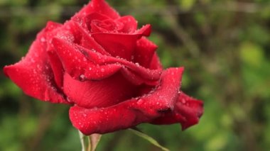 Yağmur damlaları yükseldi. Gürültü yağmur ve kırmızı gül. Ukraine.Wet çiçek.