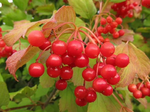 Kalina is red for medical purposes. Berries of kalina. Nature of  Western Ukraine. Drops of rain on grass.