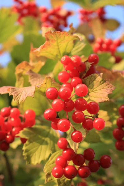 Kalina Roja Con Fines Médicos Bayas Kalina Naturaleza Ucrania Occidental —  Fotos de Stock