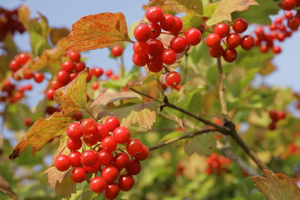 Kalina Red Medical Purposes Berries Kalina Nature Western Ukraine Drops — Stock Photo, Image