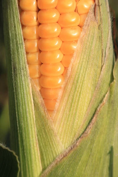 Corn Ankor Skivad Majs Frukter Fältet Hösten Naturen Västra Ukraina — Stockfoto