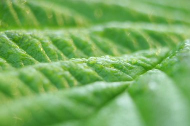 Yeşil yaprakları çeşitli. Otlar yapraklarda yağmur damlaları. Yaprak yeşil bir arka plan üzerine bir tabak için fotoğraf. Ukrayna doğası. Güneşin çiğ damlaları içinde olduğunu.