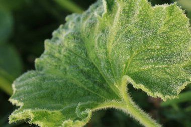 Yeşil yaprakları çeşitli. Otlar yapraklarda yağmur damlaları. Yaprak yeşil bir arka plan üzerine bir tabak için fotoğraf. Ukrayna doğası. Güneşin çiğ damlaları içinde olduğunu.
