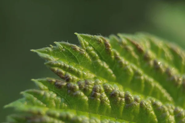 Gröna Blad Olika Regndropparna Bladen Örter Foto Ett Grönt Blad — Stockfoto