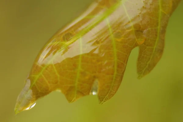 Πράσινα Φύλλα Των Διαφόρων Σταγόνες Της Βροχής Πάνω Στα Φύλλα — Φωτογραφία Αρχείου
