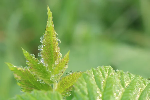 Green leaves of various. Drops of rain on the leaves of herbs. Photo of a green  leaf for background on a plate. Nature of Ukraine. The sun is in the drops of dew.