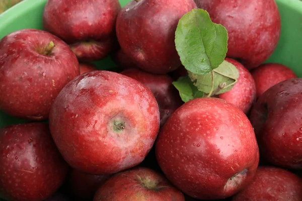 Autumn garden with apple tree. Mature apples in the morning dew. Gift of the native garden.Nature of Western Ukraine.Collect apples in the autumn garden.