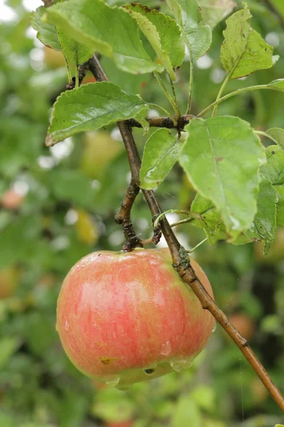 Jardin Automne Avec Pommier Pommes Mûres Dans Rosée Matin Cadeau — Photo