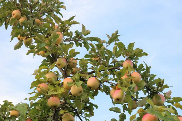 Jardin Automne Avec Pommier Pommes Mûres Dans Rosée Matin Cadeau — Photo