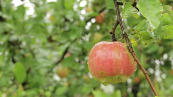 Filiali Videoclip Con Appes Rami Con Mele Giardino Autunno Natura — Video Stock