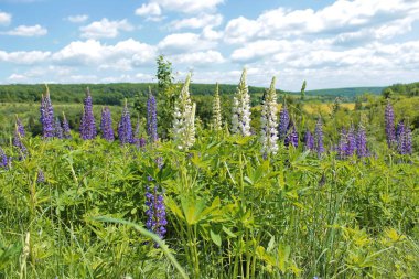  Yaz çiçek ile manzara.