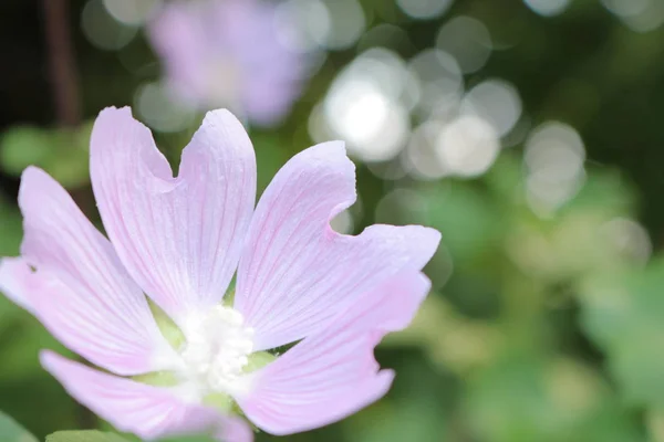 Flores Verano Flores Ucrania Flores Para Fondo Teléfono Tableta Mundo — Foto de Stock