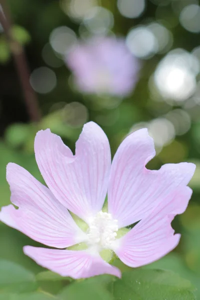 Flores Verano Flores Ucrania Flores Para Fondo Teléfono Tableta Mundo — Foto de Stock