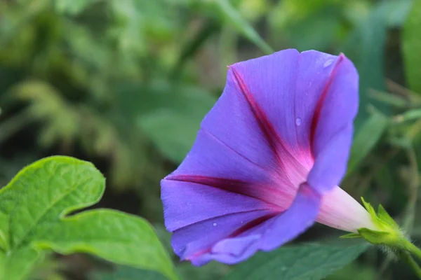 Morning glory. Nature of Ukraine.Summer flowers.In the world of Ukraine. Bright blue flowers. Botany.