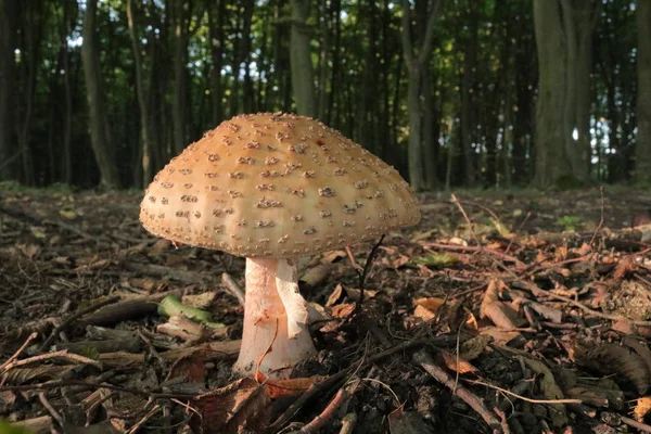 Solmayan çiçek yumruk. Amanita pantheriina. Amanitaceae. Ölümcül zehirli mantar. Doğa ve.
