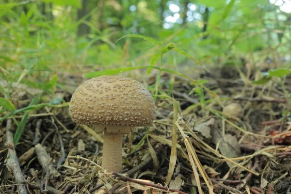 Solmayan çiçek yumruk. Amanita pantheriina. Amanitaceae. Ölümcül zehirli mantar. Doğa ve.