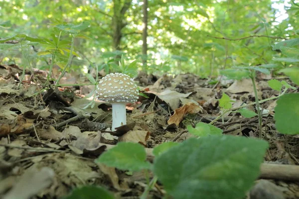 Solmayan çiçek yumruk. Amanita pantheriina. Amanitaceae. Ölümcül zehirli mantar. Doğa ve.
